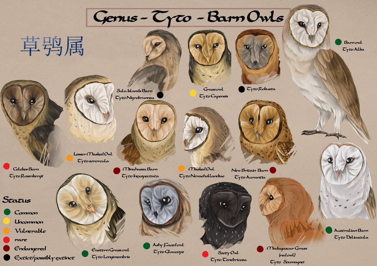 tyto /i>):共有14种 a target="_blank" href="/item/猫头鹰/1194120"
