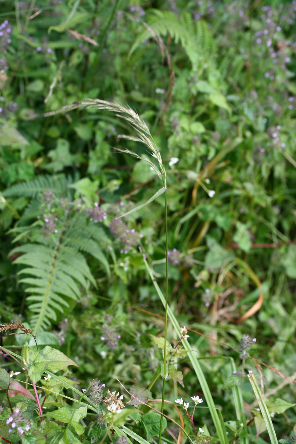  p>西伯利亚三毛草(学名:trisetum sibiricum)是 a href="#">禾本科 