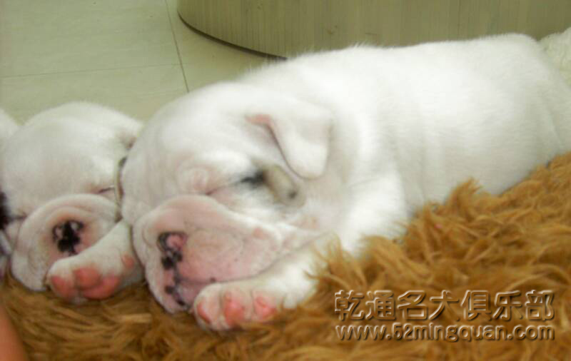 英国斗牛犬bulldog