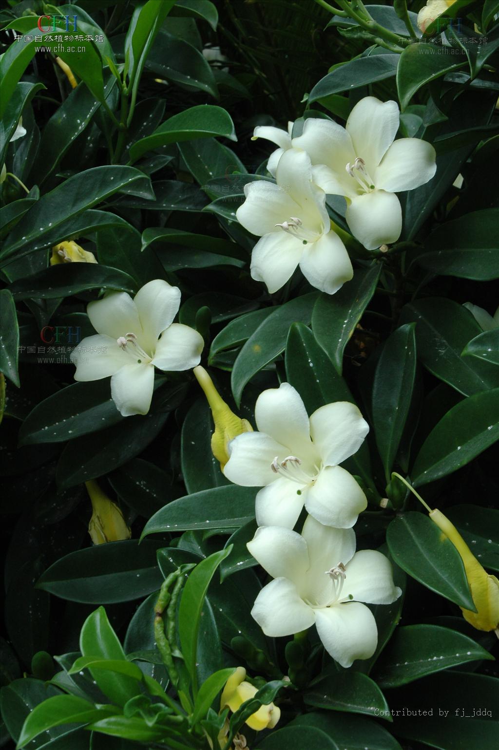  p>灰莉属(学名:fagraea thunb.