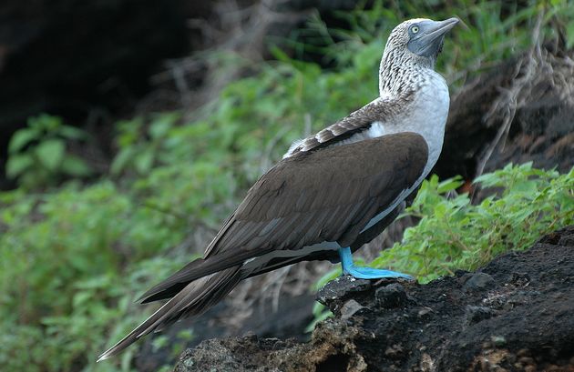  p>蓝脚鲣鸟(学名: i>sula nebouxii /i>):是一种大型的热带 a target