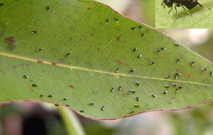  p>中国各 a href="#" data-lemmaid="6064">板栗 /a>产区几乎都有