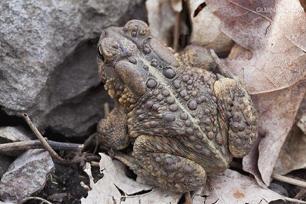  p>蟾蜍,也叫 a target="_blank" href="/item/蛤蟆">蛤蟆 /a>há ma