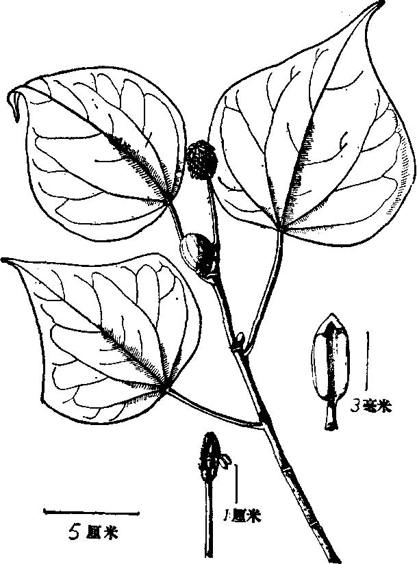  p>山铜材(学名: i>chunia bucklandioides /i> chang)是金缕梅科山