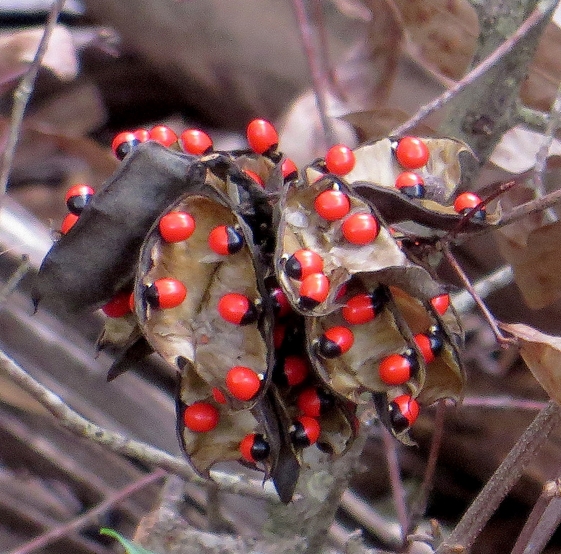  p>非洲相思子( i>abrus precatorius   /i> subsp.