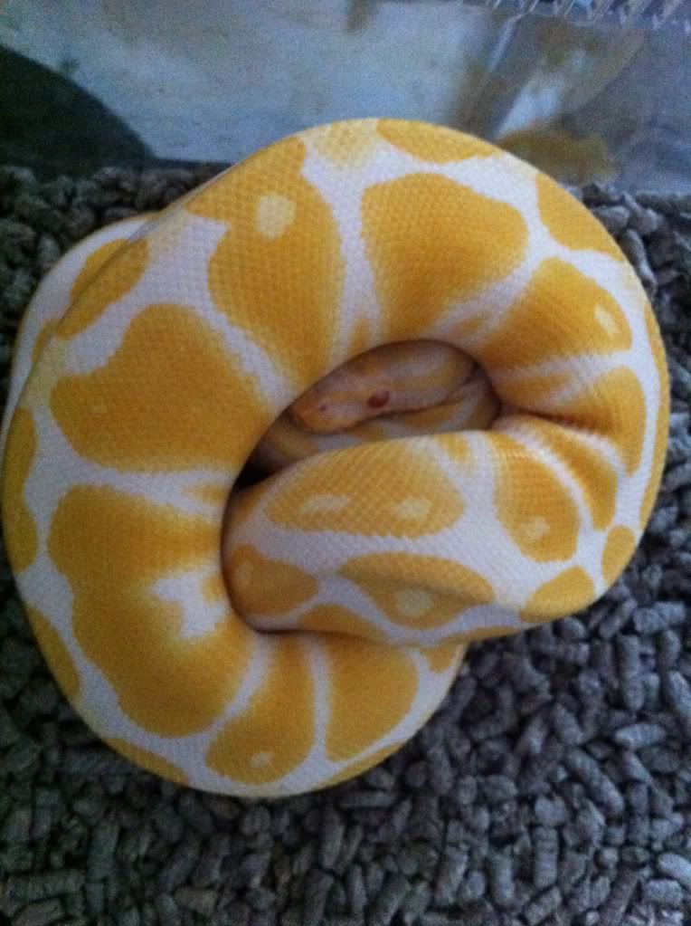 白化球蟒的价格比普通球蟒高很多倍, 白化球蟒的幼体价格一般