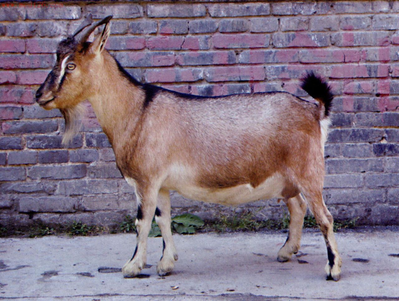  p data-id="gnc0bjfuqs">习水麻羊,贵州省遵义