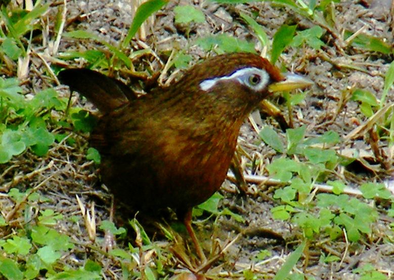  p>画眉鸟(学名: i>garrulax canorus /i>):是鸟纲,画眉科的中型鸟类.