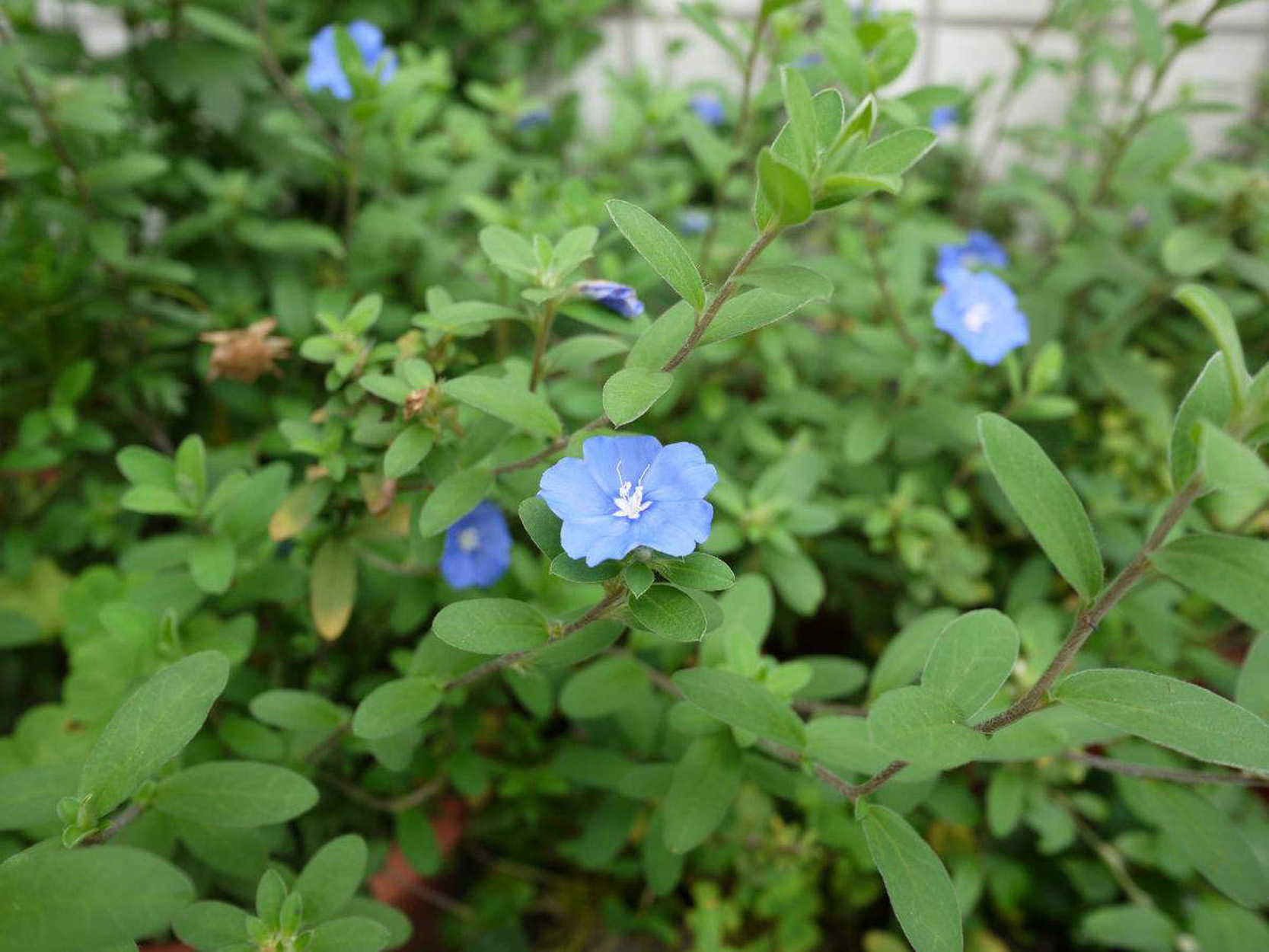  p data-id="gnbkt39kll">蓝星花( i>evolvulus