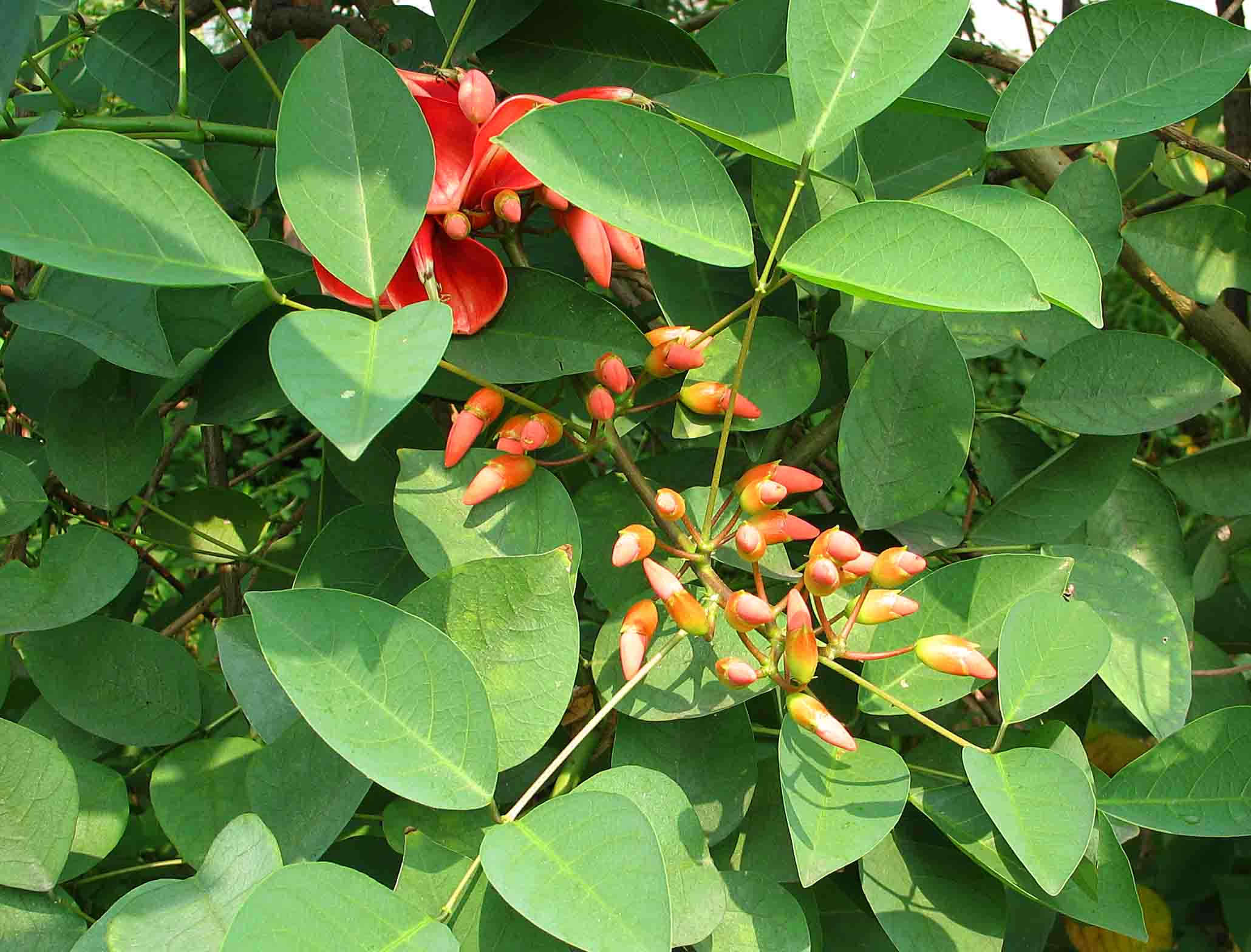  p>鸡冠刺桐(学名: i>erythrina crista-galli /i> linn.