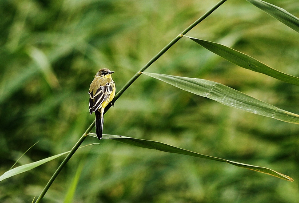 别名玉鸟, a href="#" data-lemmaid="1336057">白玉鸟 /a>,白燕, a