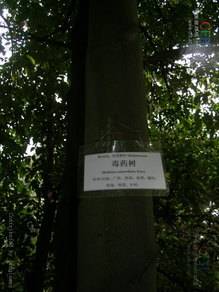  p>肋果茶科又名 a target="_blank" href="/item/毒药树科">毒药树科