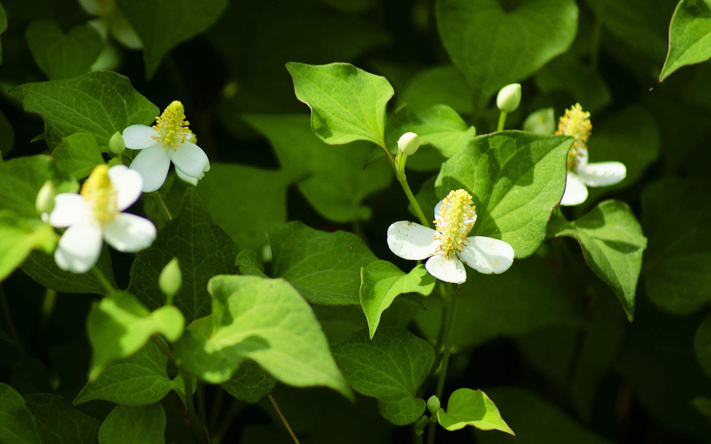 是三白草科,蕺菜属腥臭草本植物,高可达60厘米.