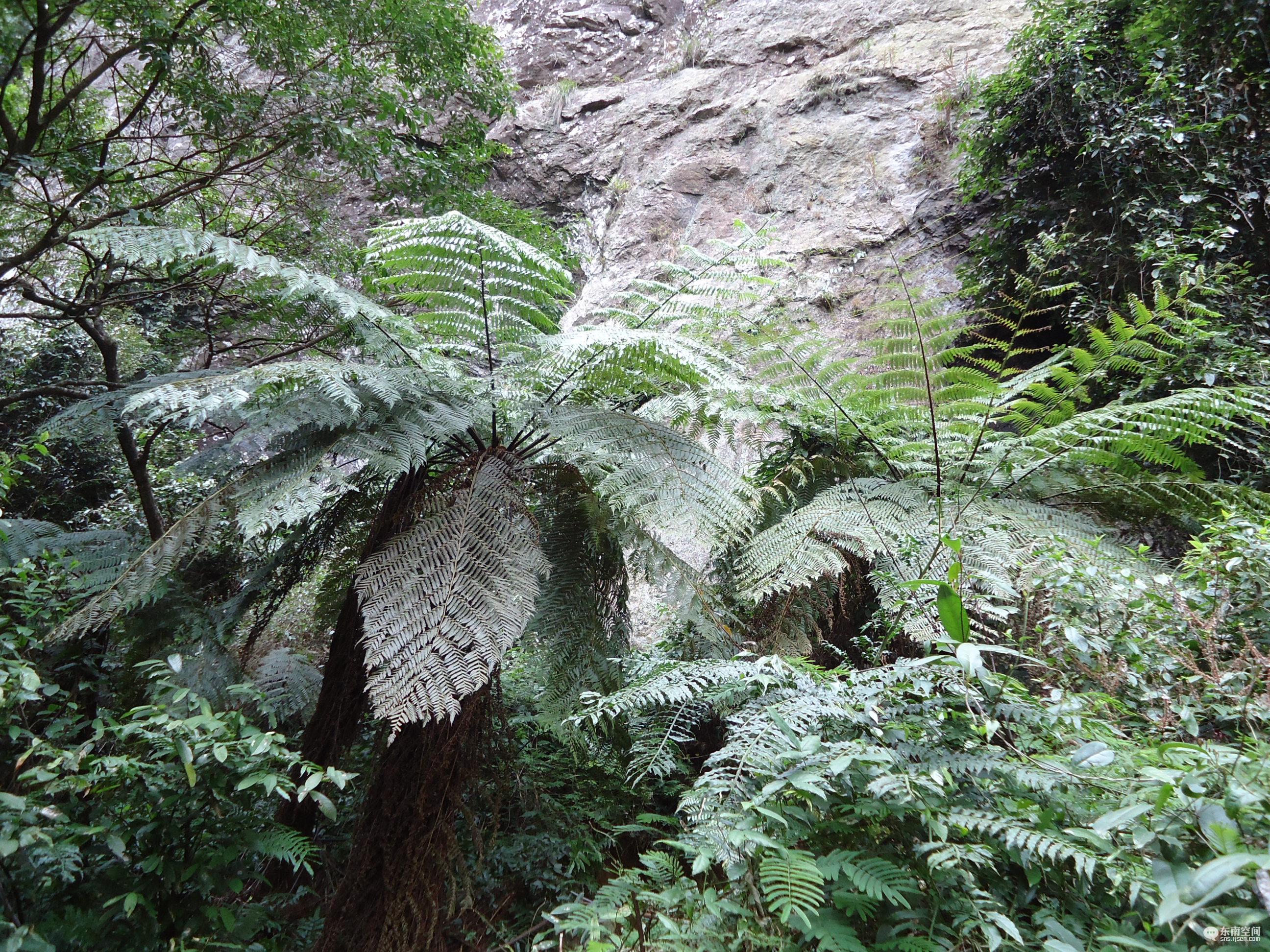 alsophila spinulosa (wall. ex hook.) r. m. tryon