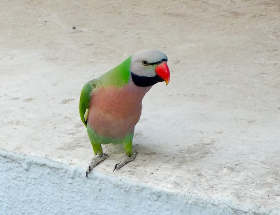  p>绯胸鹦鹉(学名: i>psittacula alexandri /i>):是中型 a href="#">