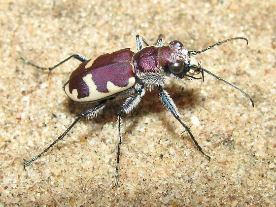  i>cicindela formosa /i>):体长形,颜色多样;头突出,前口式或下口 