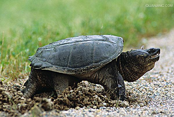  p>鳄龟是世界最大的淡水龟之一,也是北美洲最大的淡水龟,主要栖息在