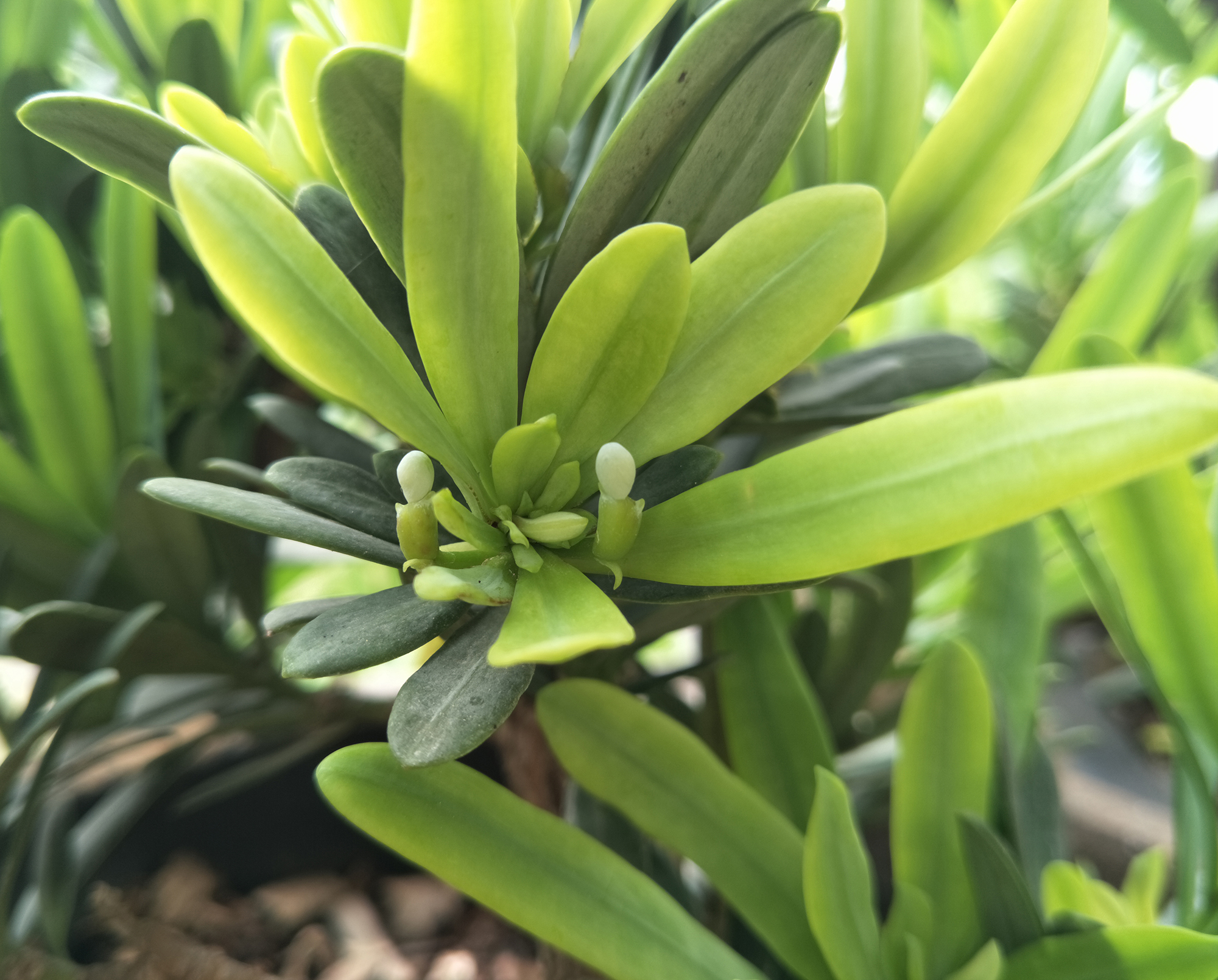  p>大理罗汉松(学名: i>podocarpus forrestii  /i>craib et w. w.