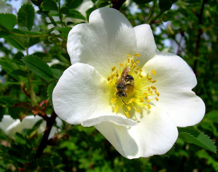  p>密刺蔷薇(学名: i>rosa spinosissima /i>  l.