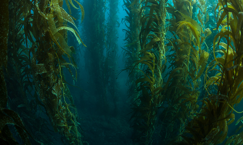 kelp forest