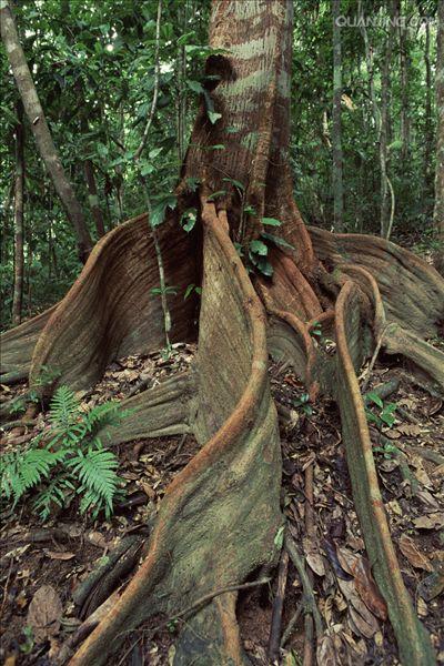  p>板根(plank buttresses root)亦称"板状根",热带雨林植物 a href="