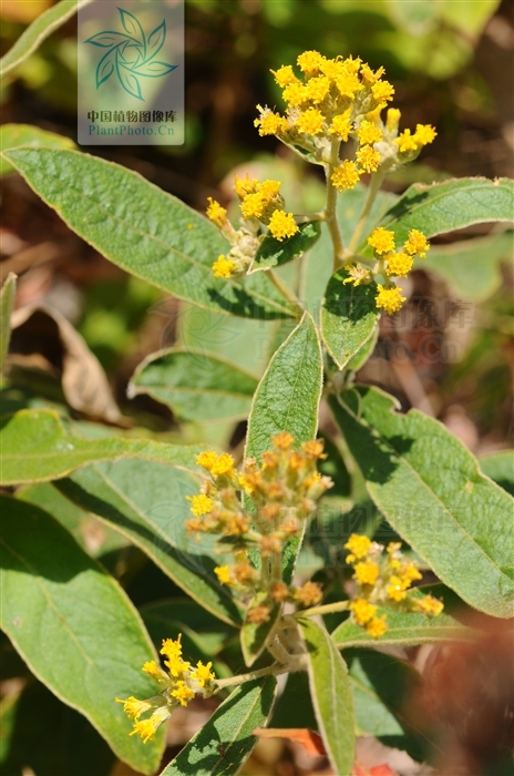  p>密花合耳菊(学名:synotis cappa)是菊科合耳菊属的植物.