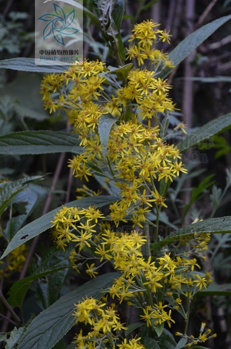  p>密花合耳菊(学名:synotis cappa)是菊科合耳菊属的植物.