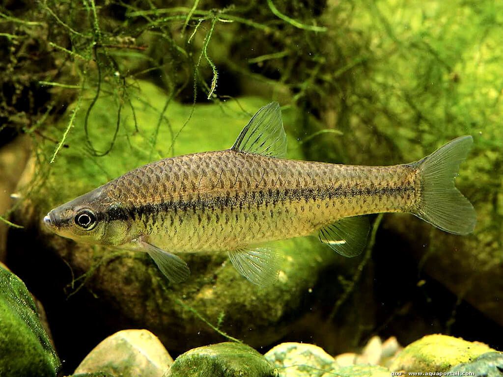  p>麦穗鱼(学名: i>pseudorasbora parva /i>)是鲤科,麦穗鱼属鱼类.