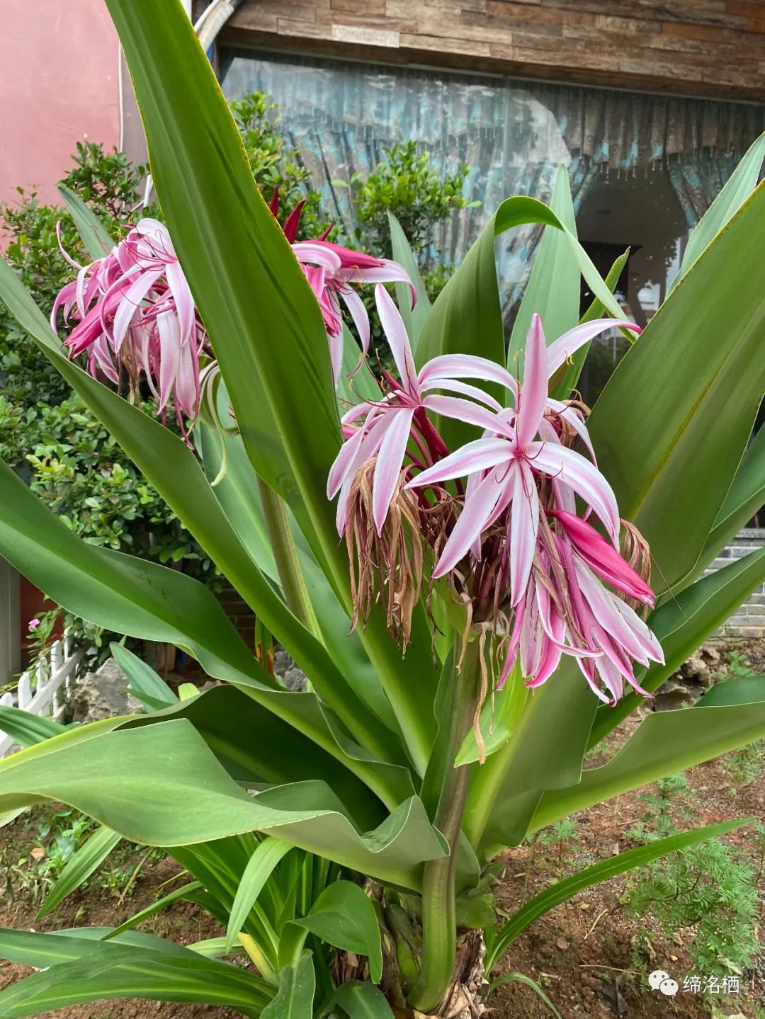 拾花集｜红花文殊兰_百科TA说