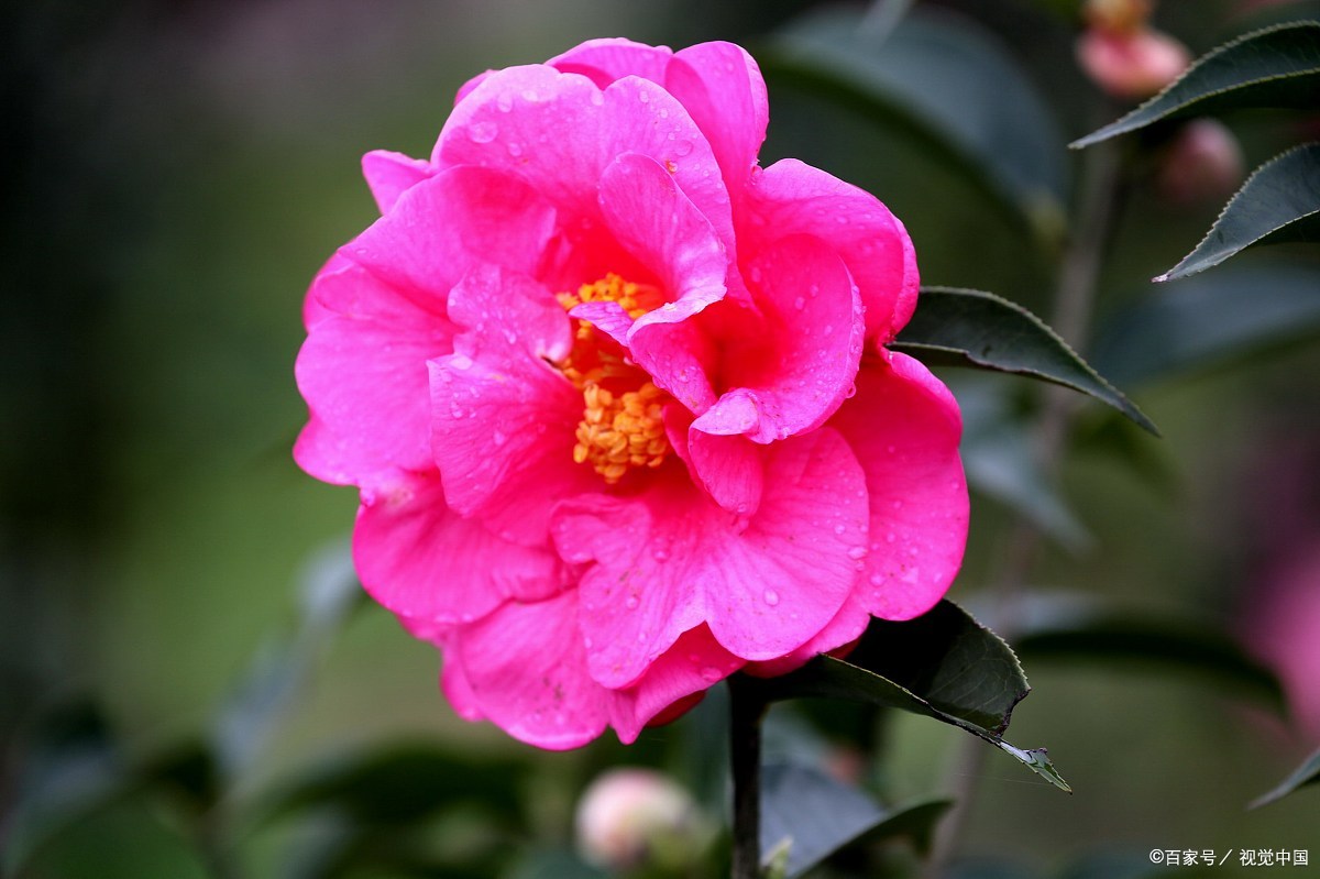 现在开始 2种花不能修剪 否则秋天见叶不见花 百科ta说