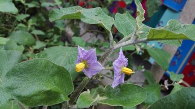 山沟沟一种野草名叫“刺天茄”，繁殖数量快价值高，遇到珍惜_百科TA说