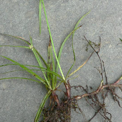  p>短叶水蜈蚣(学名: i>kyllinga brevifolia /i> rottb. descr.