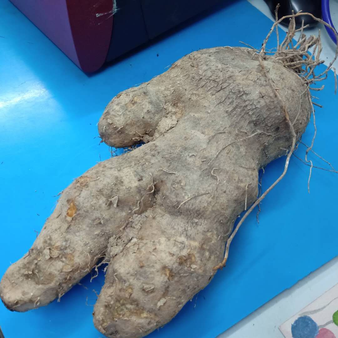 大薯