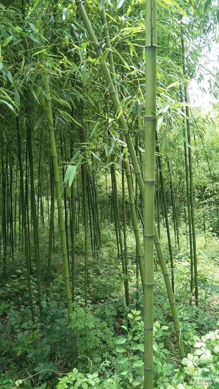  p data-id="gntao9hf5a">毛竹(学名: i>phyllostachys edulis /i>