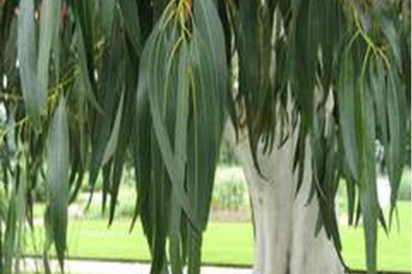 eucalyptus dalrympleana