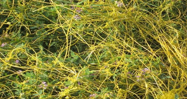  p data-id="gnwojtyh0c">无根藤 (学名: i>cassytha filiformis /i>)