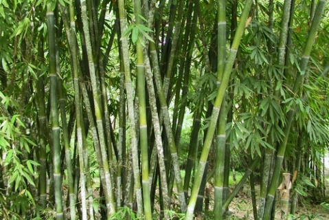 guangxiensis /i>)为禾本目 a href="#">簕竹属 /a>下的一种竹子