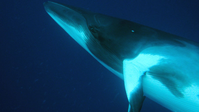  p>小鳁鲸(学名: i>balaenoptera acutorostrata /i>)是须鲸科,须鲸属