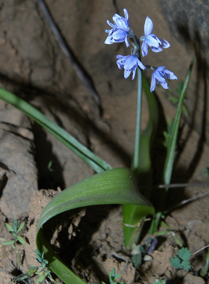 是百合科,蓝铃花属的多年生草本植物.