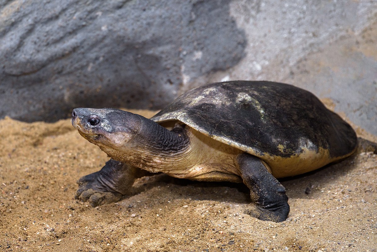 苏门答腊岛和婆罗洲大型河流和湖泊中的一种巨大的淡水龟