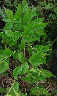 柘（桑科橙桑属植物）_百度百科