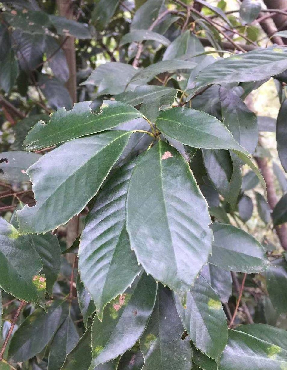  p>木姜叶青冈(拉丁学名:cyclobalanopsis litseoides (dunn) schott.