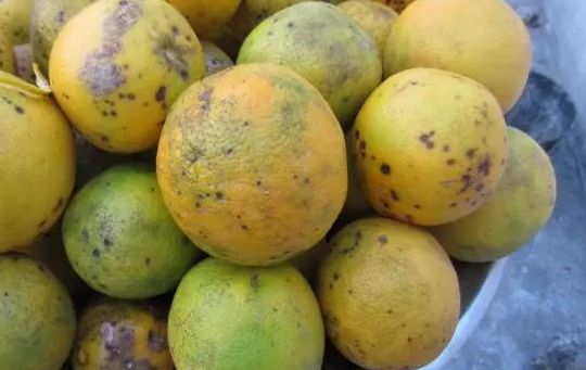  p>柑桔黑斑病又名黑星病,是由柑橘叶点霉菌所引起的,发生在将成熟的