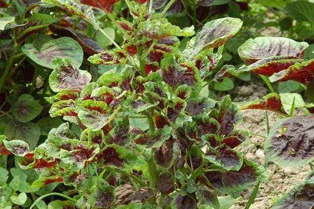 发生在苋菜上的一种病害