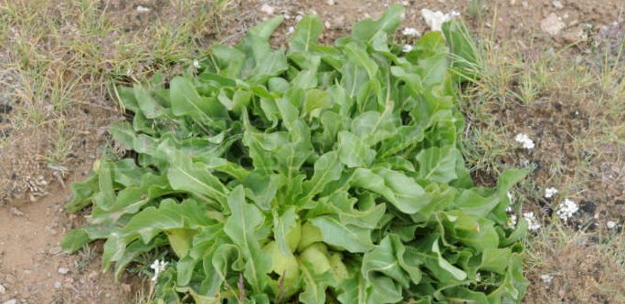  p>马尿泡属( a target="_blank" href="/item/学名/8074290" data