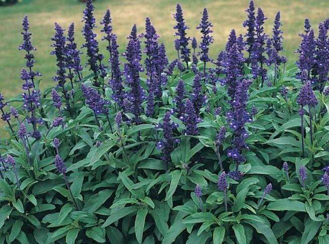  p>大叶鼠尾草(学名:salvia grandifolia w. w.