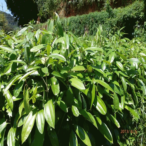 don)樟科植物肉桂的干皮和枝皮,肉桂树为中等大乔木植物;树皮灰荷色