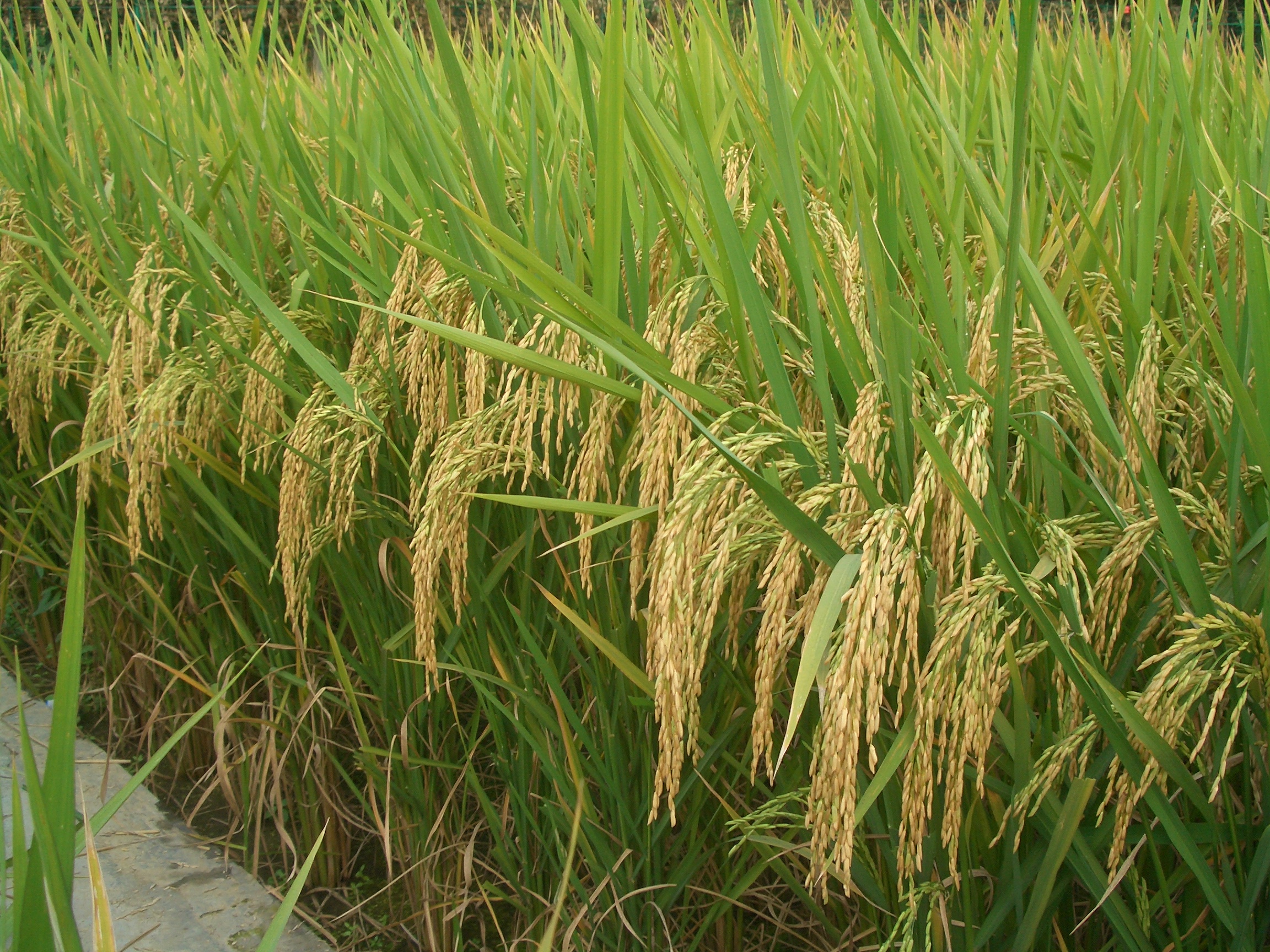  p>豪两优729,籼型两系杂交水稻, a target="_blank" href="/item