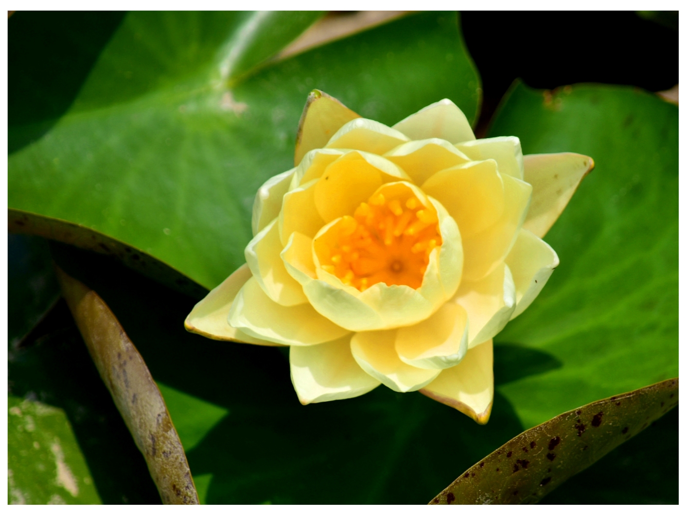 黄莲花