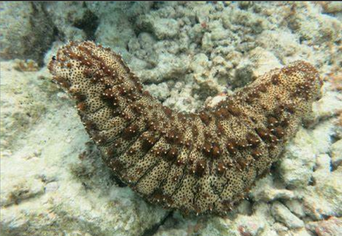 蛇目自尼参,<a target="